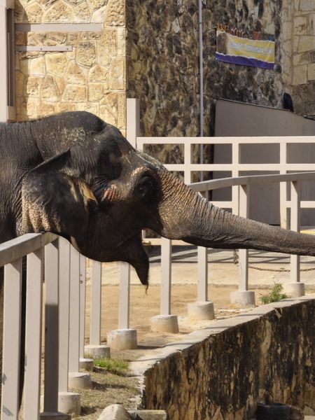 Elephant at San Antonio Zoo