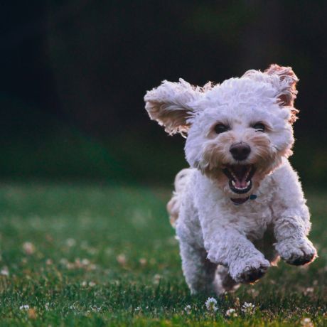 A fluffy white dog joyfully runs on a grassy field with its ears flapping in the air.